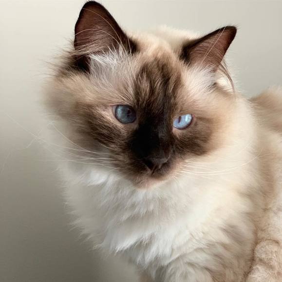 Profile Picture of Nat Dubinovsky (@ndubinov) on Poshmark