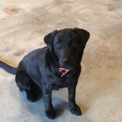 Profile Picture of Travis Gunnels (@travis_gunnels) on Twitter