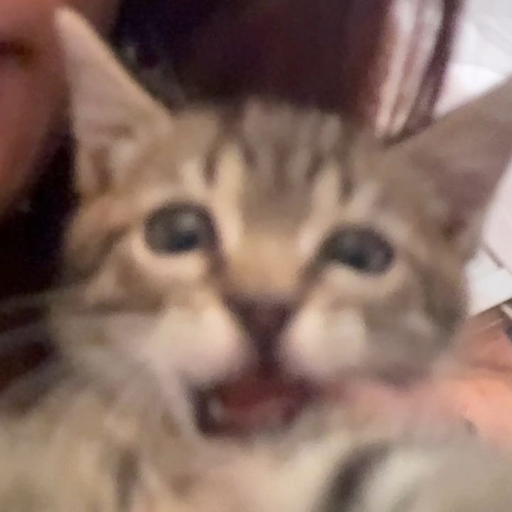 Profile Picture of cindy (@xiindee) on Tiktok