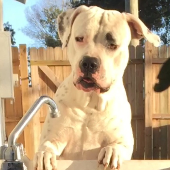 Profile Picture of Kalsey Blickley (@blickqueen) on Poshmark