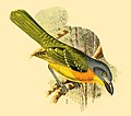 Profile Picture of Malaconotuson Wikipedia
