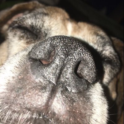Profile Picture of Alexander Adamson (@Adamson2354) on Twitter