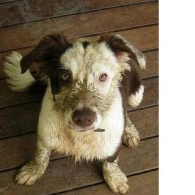 Profile Picture of Paul Rollison (@Paulrolly1) on Twitter