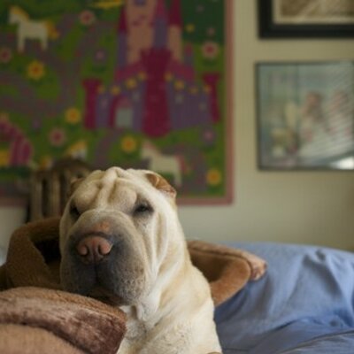 Chris Michaeledes - Twitter Profile Picture of Chris Michaeledes (@Purplestinger) on Twitter