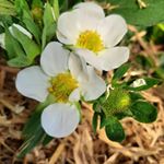 Profile Picture of Peter Winder (@_peter.winder_) on Instagram