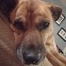 Profile Picture of Miles O'Grady (@31mogrady) on Pinterest
