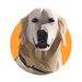Profile Picture of Baxter & Bella Pet Shop (@Baxter_The_Golden) on Pinterest