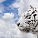 Profile Picture of Benjamin Kuo (@benjaminkuo) on Pinterest