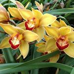 Profile Picture of Josefina Luis (@josefina.luis.900) on Instagram