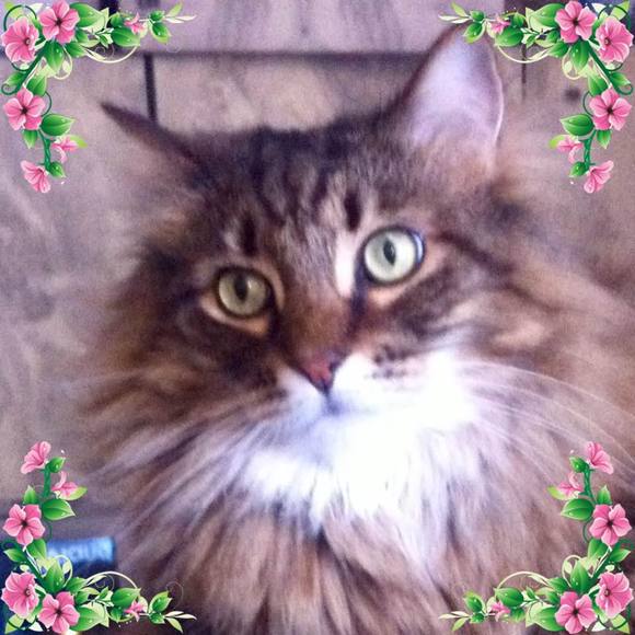 Profile Picture of Jennifer Ashabranner (@jennashabranner) on Poshmark