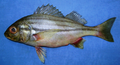 Profile Picture of Pomadasys stridenson Wikipedia
