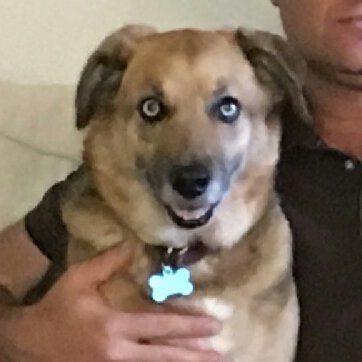 Profile Picture of Monica Hatcher (@StJoanofBark) on Twitter