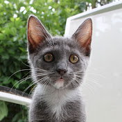 Profile Picture of Bopp (@bopp3279) on Youtube