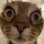 Profile Picture of Joe(Candace’s brother) (@yourdaddylarry) on Instagram