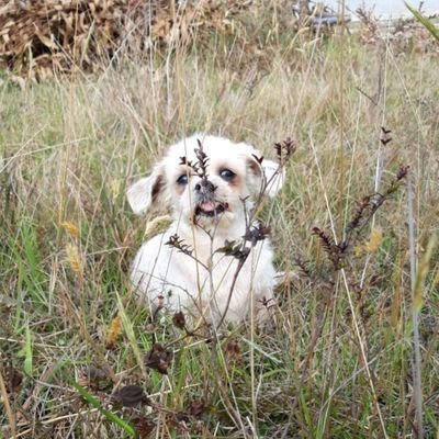 Profile Picture of Odalis Isabel Robles Valladares (@OdalisIsabelRo1) on Twitter