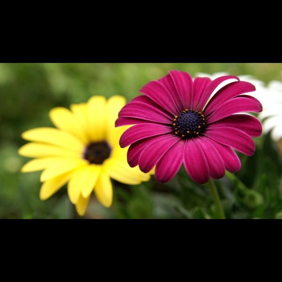 Profile Picture of Stephanie Denooyer (@stephyvarela) on Poshmark