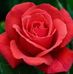Profile Picture of Carol Ruby (@carol.ruby.7739) on Facebook