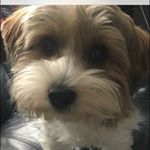 Profile Picture of Craig Irving (@craigirving210972) on Instagram