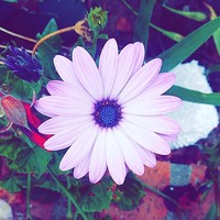 Profile Picture of Monique Ojeda (@monique-ojeda-1) on Quora
