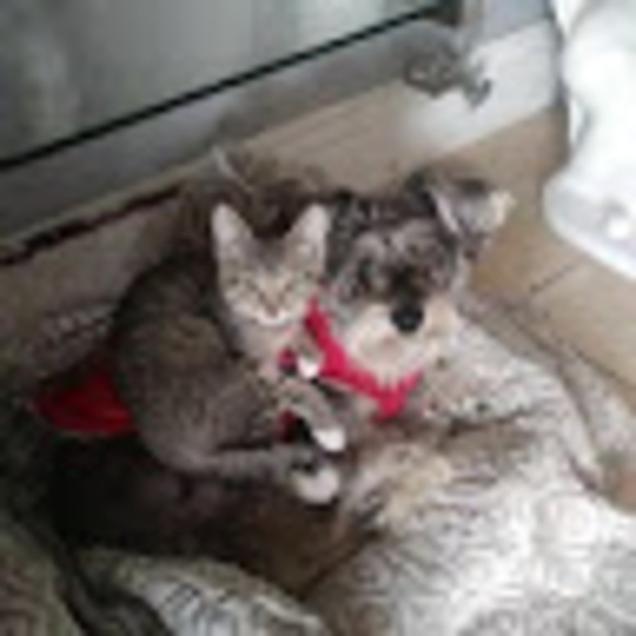 Profile Picture of Rocio Salgado (@guevaradiana74) on Poshmark