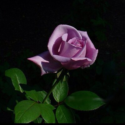 Profile Picture of Miriam Pierre (@miriampierre704) on Twitter