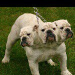 Profile Picture of peter_.trevino_.loves_.bulldog (@peter_.trevino_.loves_.bulldog) on Instagram