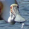 Profile Picture of spunebill (@spunebill) on Flickr
