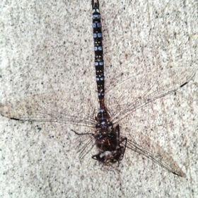 Profile Picture of Crystal Aspen (@cmarie616) on Pinterest