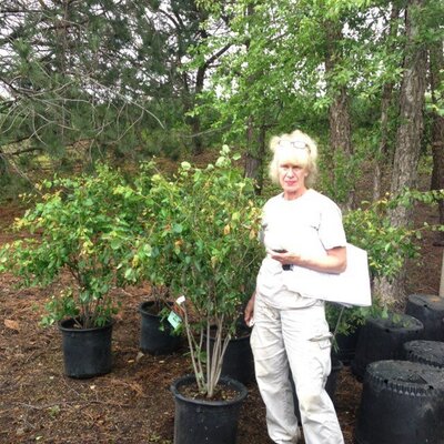 Profile Picture of Kenneth Van Sickle (@pinegrovestrees) on Twitter