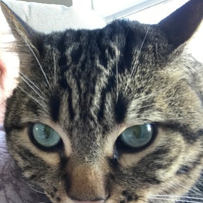 Profile Picture of Damills (@DianeMcmills) on Twitter