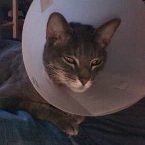 Profile Picture of Benjamin Sheridan (@thebionickitty) on Myspace