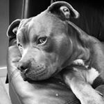 Profile Picture of Brett The Pitman Heart (@brettthepitmanheart) on Instagram