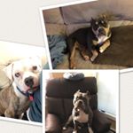 Profile Picture of Bruce Marley And Leo (@brucemarleyleo) on Instagram