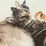 Profile Picture of Jesse Ericksen (@pawdonemekitty) on Instagram