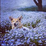 Profile Picture of えるじょ (@jimmyfairy) on Instagram