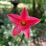 Profile Picture of Janet O’Hehir (@thebodarktree) on Instagram