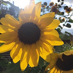 Profile Picture of Yll Haxhimusa (@yllhaxhimusa) on Flickr