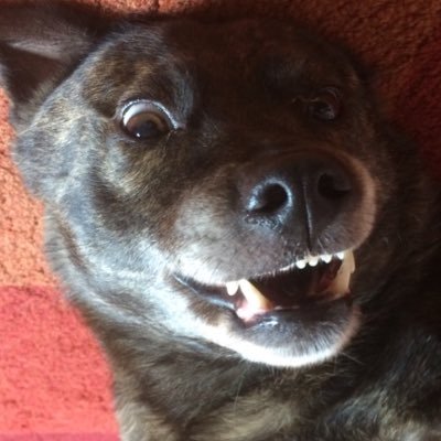 Profile Picture of Nigel Freeman (@NigelFr16981035) on Twitter