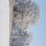 cassandra - Instagram Profile Picture of cassandra (@birchingto) on Instagram