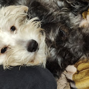 Profile Picture of Guillermo Morolla (@Frandanyal) on Youtube