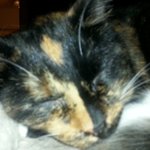 Profile Picture of Kelly Storrs (@theoneandonlykellykellykelly) on Instagram