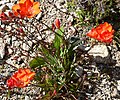 Profile Picture of Tritonia (plant)on Wikipedia