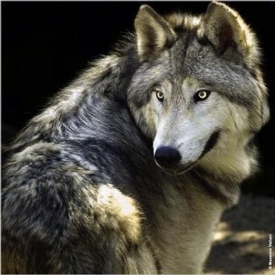 Profile Picture of Marcos Albino (@marcus_celeste) on Twitter