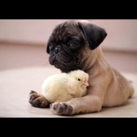 Profile Picture of Sarah Dicristofano (@sdcheer7296) on Poshmark