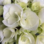 Profile Picture of Doris Zimmermann (@doris__z64) on Instagram