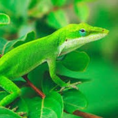 Profile Picture of Luis Idrobo (@LuisLuisidromu) on Twitter