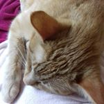 Profile Picture of Nicole Braune (@groupiemania) on Instagram