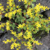 Profile Picture of Simon Liao Hivet (@SimonLiaoHivet) on Youtube