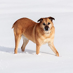 Profile Picture of John Mcarthur (@molly dog images (not sized for printing)) on Flickr