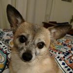Profile Picture of Lorri Critchfield Quas (@lorricritchfieldquas) on Instagram